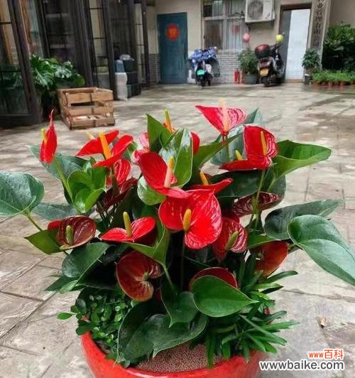 火鹤花的花语是什么？如何正确解读火鹤花的象征意义？