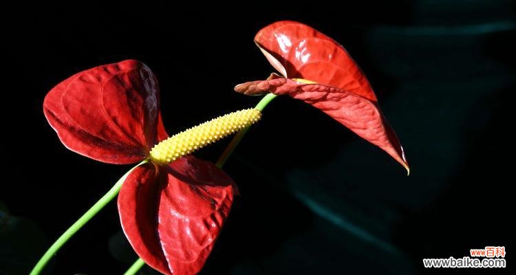 火鹤花的花语是什么？如何正确解读火鹤花的象征意义？