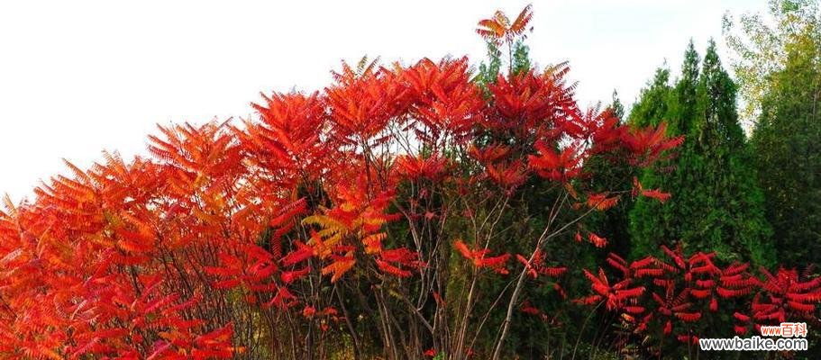 火炬树的花语是什么?象征意义有哪些?