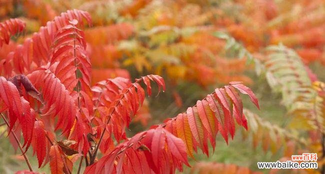 火炬树的花语是什么?象征意义有哪些?