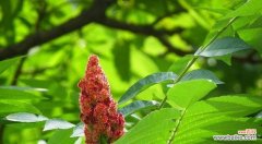 火炬树的花语是什么？象征意义有哪些？