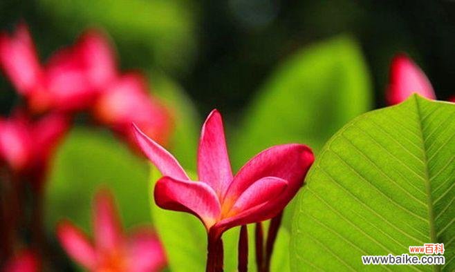 鸡蛋花的花语是什么?如何用鸡蛋花表达爱意?