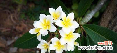 鸡蛋花的花语是什么?如何用鸡蛋花表达爱意?