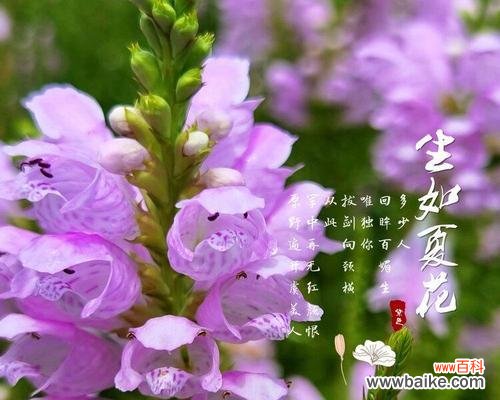 假龙头花的花语是什么？如何正确解读其含义？