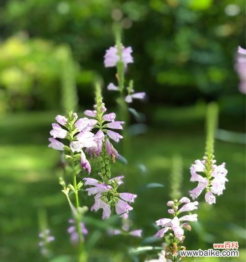 假龙头花的花语是什么？如何正确解读其含义？