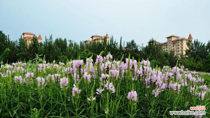 假龙头花的花语是什么？如何正确解读其含义？