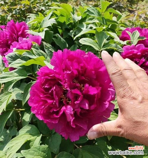 嫁接苗是什么意思?如何正确选择和使用嫁接苗?