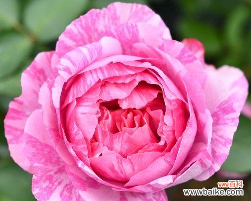 嫁接苗是什么意思?如何正确选择和使用嫁接苗?