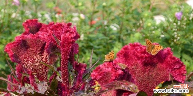 鸡冠花的花语是什么？了解其象征意义及文化背景？