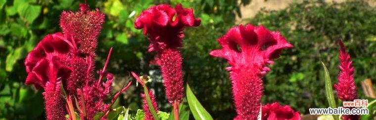 鸡冠花的花语是什么？了解其象征意义及文化背景？