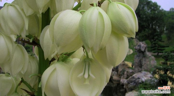 剑麻花语是什么？它代表了哪些含义？