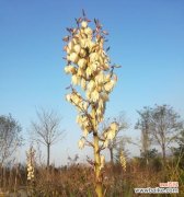 剑麻花语是什么？它代表了哪些含义？