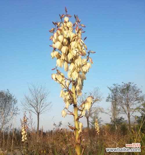 剑麻花语是什么？它代表了哪些含义？