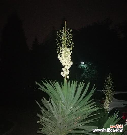 剑麻花语是什么？它代表了哪些含义？