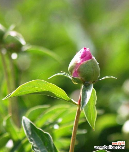 截干苗是什么意思?截干苗的定义和用途是什么?