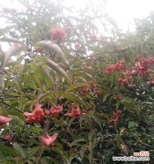 金丝吊蝴蝶花语是什么？了解其独特含义和象征意义？