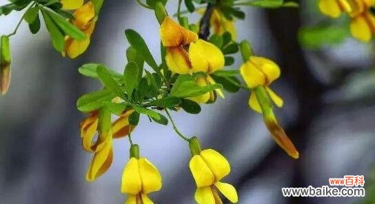 金丝吊蝴蝶花语是什么？了解其独特含义和象征意义？