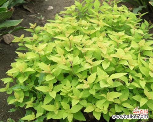 金山绣线菊的花语是什么?如何正确解读?