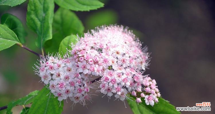 金山绣线菊的花语是什么?如何正确解读?