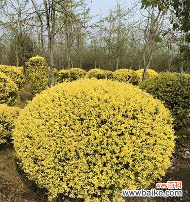 金叶榆的寓意是什么?种植金叶榆有哪些注意事项?