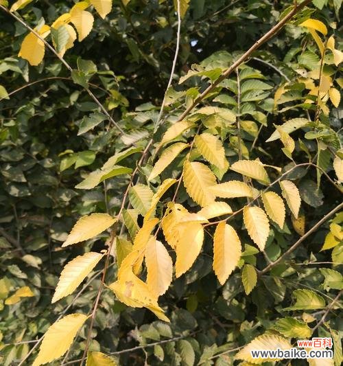 金叶榆的寓意是什么?种植金叶榆有哪些注意事项?