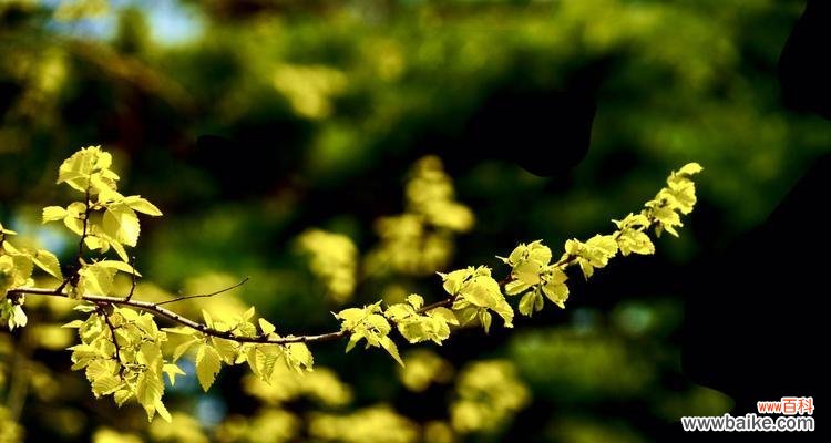 金叶榆的寓意是什么?种植金叶榆有哪些注意事项?