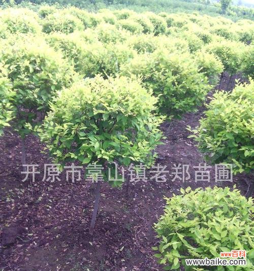 金叶榆的寓意是什么？这种植物象征着什么？