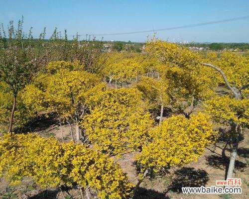 金叶榆的寓意是什么？这种植物象征着什么？