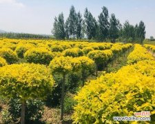 金叶榆的寓意是什么？这种植物象征着什么？