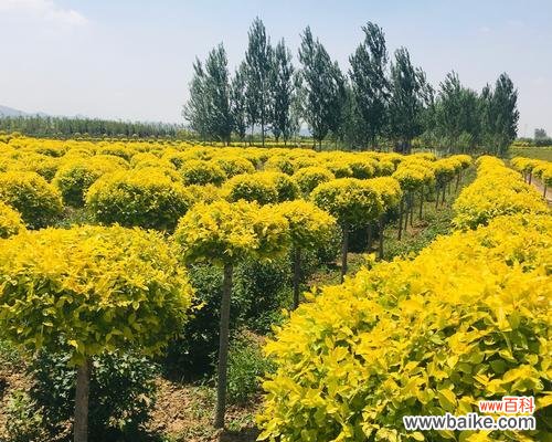 金叶榆的寓意是什么？这种植物象征着什么？