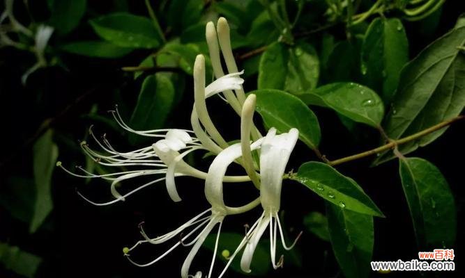 金银花的花语是什么?它在传统中医中的作用有哪些?