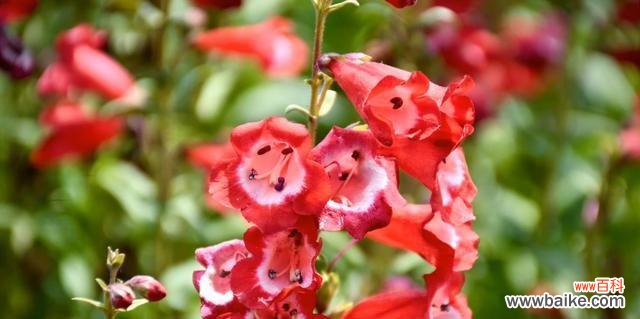 金鱼草的花语是什么?金鱼草寓意着什么?