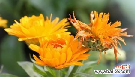 金盏菊的花语是什么？有哪些关于金盏菊的传说故事？