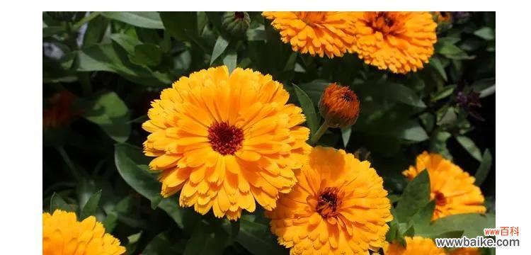 金盏菊的花语是什么？有哪些关于金盏菊的传说故事？