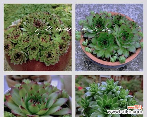 常见的佛座莲病害及预防治疗方法 佛座莲病害大揭秘