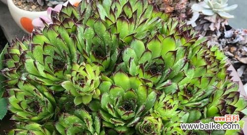 常见的佛座莲病害及预防治疗方法 佛座莲病害大揭秘