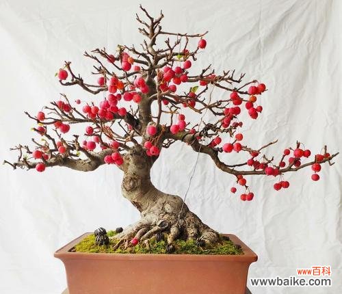 打造精致的室内盆景，让冬日不再寂寞 冬红果盆景的养殖技巧