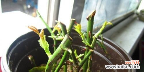 时间、方法、 月季扦插全攻略