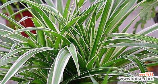 如何让吊兰健康茁壮成长 吊兰的月度养护技巧