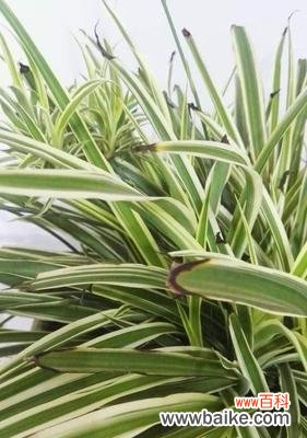 如何让吊兰健康茁壮成长 吊兰的月度养护技巧