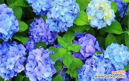 打造精致花园,从养八仙花开始 八仙花的养殖方法