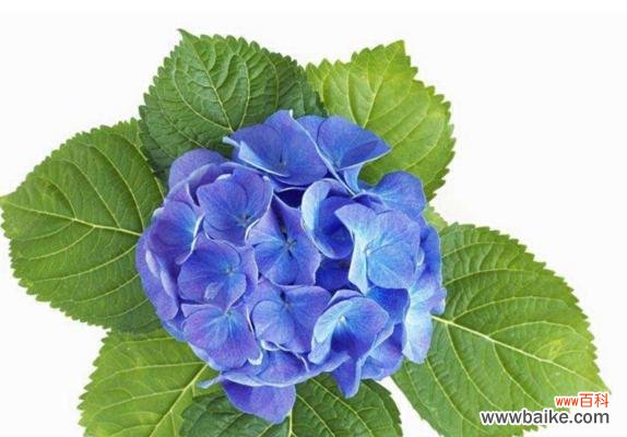 打造精致花园,从养八仙花开始 八仙花的养殖方法