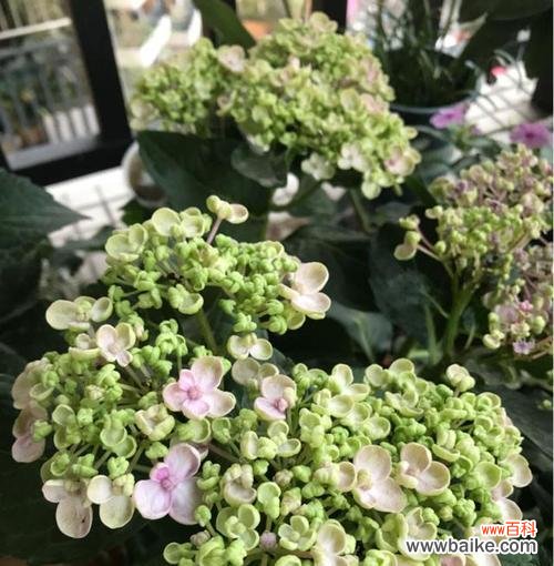 打造精致花园,从养八仙花开始 八仙花的养殖方法