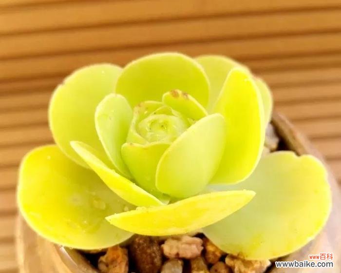 浇水、施肥、修剪,如何让你的多肉植物长得更美? 多肉植物养护指南