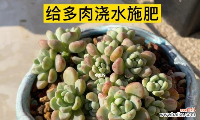 浇水、施肥、修剪,如何让你的多肉植物长得更美? 多肉植物养护指南