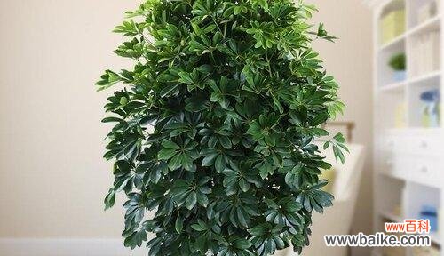 以生态养殖为导向,助力绿色发展 鸭爪木养殖技术详解