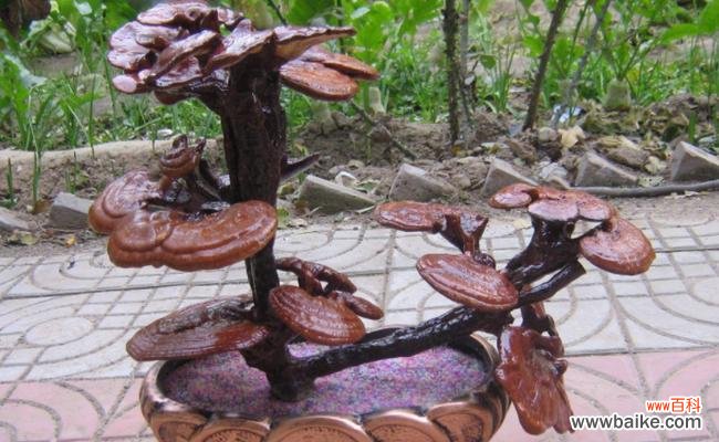 打造清新养眼的绿植世界 灵芝盆景的养殖方法
