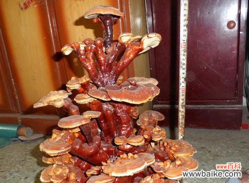 打造清新养眼的绿植世界 灵芝盆景的养殖方法