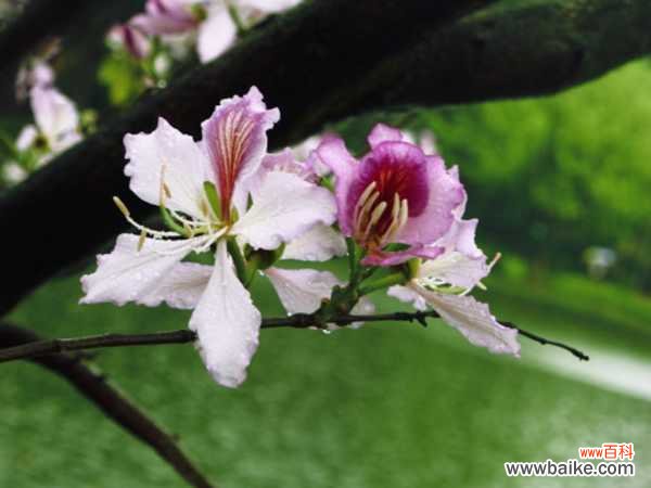 羊蹄甲的病虫害防治