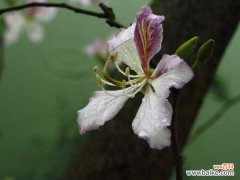 羊蹄甲的病虫害防治